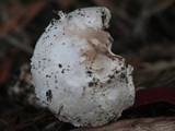 Leucoagaricus barssii image