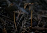 Parasola auricoma image