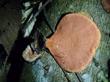 Earliella scabrosa image