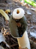 Phallus ravenelii image