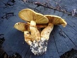Gymnopilus ventricosus image