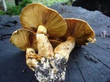 Gymnopilus ventricosus image