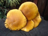 Gymnopilus ventricosus image