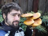 Gymnopilus ventricosus image