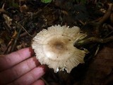 Amanita sect. Vaginatae image