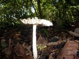 Amanita sect. Vaginatae image