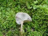 Helvella phlebophora image