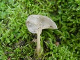 Helvella phlebophora image