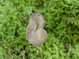 Helvella phlebophora image