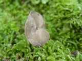 Helvella phlebophora image