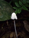 Amparoina spinosissima image