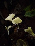 Cotylidia aurantiaca image
