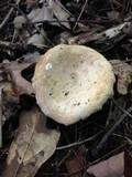 Lactarius maculatipes image