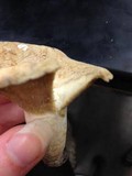 Lactarius maculatipes image