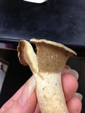 Lactarius maculatipes image