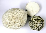Calbovista subsculpta image