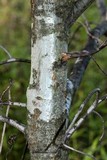 Arthonia punctiformis image