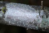 Arthonia punctiformis image