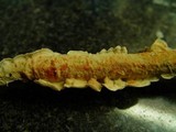 Byssomerulius corium image