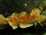 Byssomerulius corium image