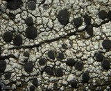 Cyphelium inquinans image