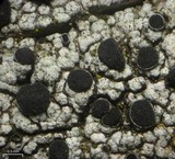 Cyphelium inquinans image