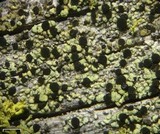 Cyphelium pinicola image
