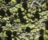 Cyphelium pinicola image