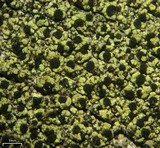 Cyphelium pinicola image