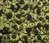 Cyphelium pinicola image