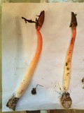 Phallus rubicundus image