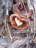 Peziza vesiculosa image