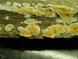 Steccherinum ochraceum image