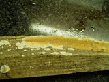 Steccherinum ochraceum image