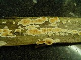 Steccherinum ochraceum image