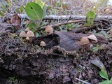 Psilocybe pelliculosa image