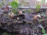 Psilocybe pelliculosa image