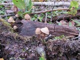 Psilocybe pelliculosa image