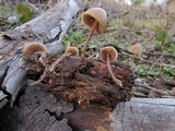 Psilocybe pelliculosa image