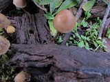 Psilocybe pelliculosa image