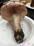 Hygrophorus russula image