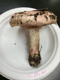 Hygrophorus russula image