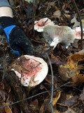Hygrophorus russula image