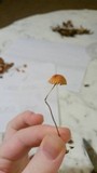 Marasmius siccus image