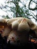 Leucopaxillus albissimus image