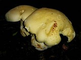 Leucopaxillus albissimus image
