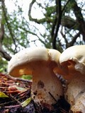 Leucopaxillus albissimus image