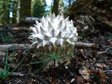 Calvatia sculpta image