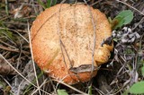 Suillus lakei image
