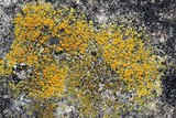 Caloplaca flavovirescens image